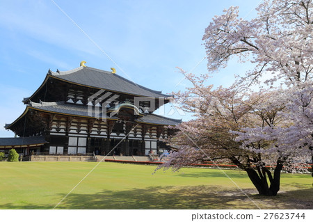Todaiji Temple and the cherry tree 27623744