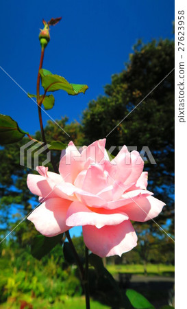 Rose and blue sky 27623958