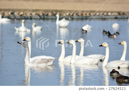 天鵝家,千葉縣印西市真正的天鵝鄉 天鵝家,千葉縣印西市真正的天鵝鄉 27624521