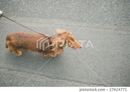 pet, pets, pet dog 27624771