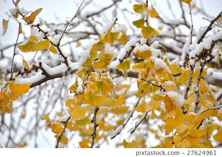 Meanuma paddy: Kaeda Shinnen of snowfall Ginkgo biloba and snow in autumn leaves Meanuma paddy: Kaeda Shinnen of snowfall Ginkgo biloba and snow in autumn leaves 27624961