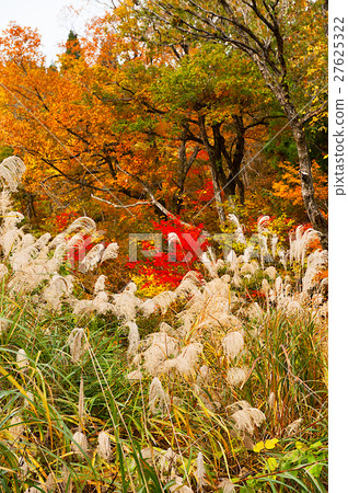 Autumn of Route 405 Jo Niigata Prefecture Joetsu City Autumn of Route 405 Jo Niigata Prefecture Joetsu City 27625322