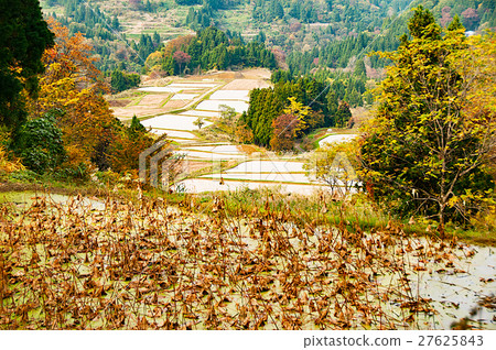 在上越市的秋季稻田露台405號國道 在上越市的秋季稻田露台405號國道 27625843