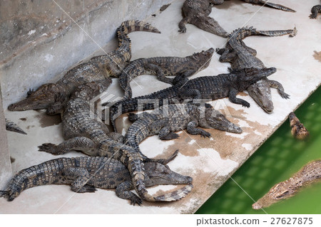 鱷魚農場鱷魚在暹粒 27627875