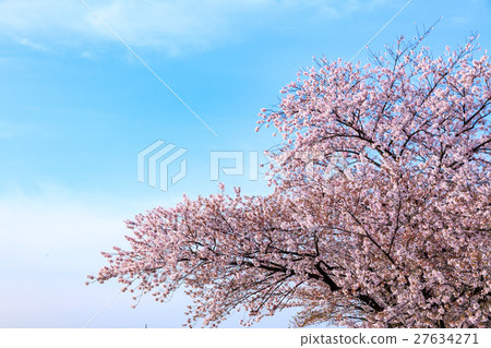 Blue sky and cherry blossoms 27634271