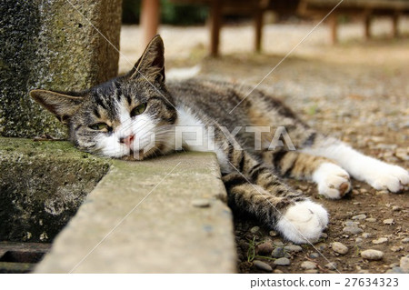 Cat in the park Cat in the park 27634323