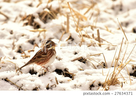 [Wild birds] Lark on a snowy day 27634371