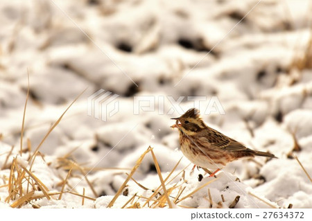 [Wild birds] Lark on a snowy day 27634372