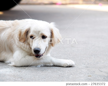 lovely funny white cute fat compact size young dog 27635372