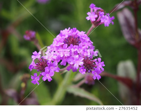 紫花 紫花 27635452