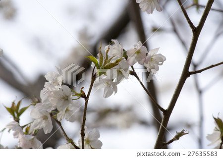 櫻桃樹 櫻桃樹 27635583