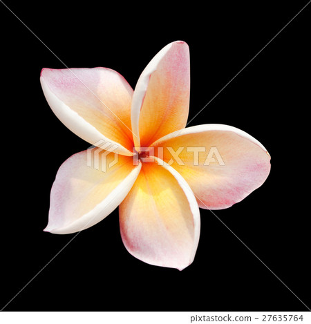 Plumeria flower on black with clipping path Plumeria flower on black with clipping path 27635764