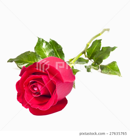 beautiful red rose isolated on white background 27635765