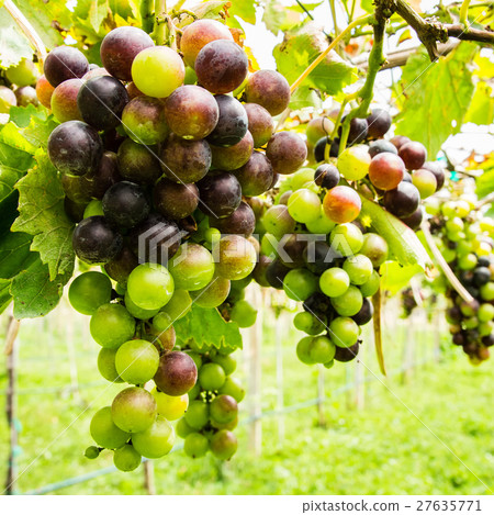Black grapes in vineyard before harvest 27635771
