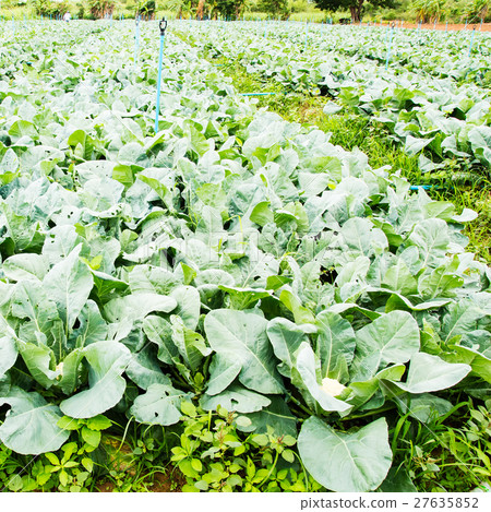 cauliflower plant, cabbage in vegetable garden cauliflower plant, cabbage in vegetable garden 27635852