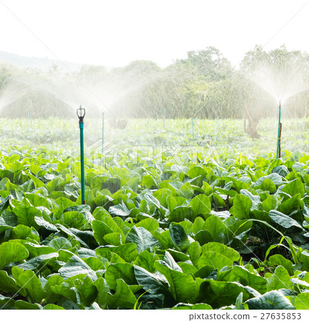 sprinkler irrigation in cauliflower field sprinkler irrigation in cauliflower field 27635853