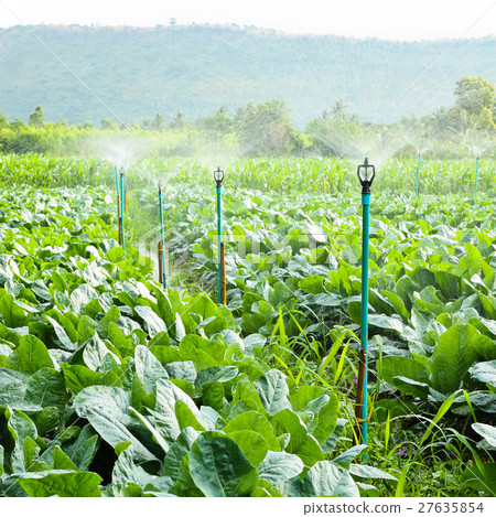 sprinkler irrigation in cauliflower field sprinkler irrigation in cauliflower field 27635854