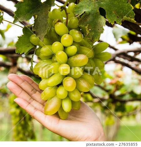 hand holding grape tending in vineyard hand holding grape tending in vineyard 27635855