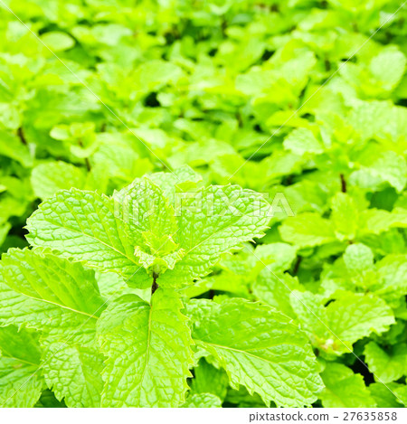 Fresh green mint plant Fresh green mint plant 27635858