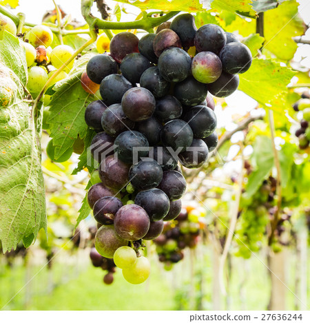 Black grapes in vineyard before harvest 27636244