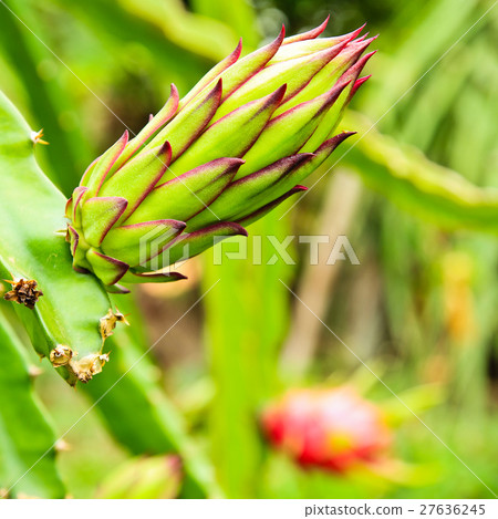 dragon fruit bud on a tree 27636245
