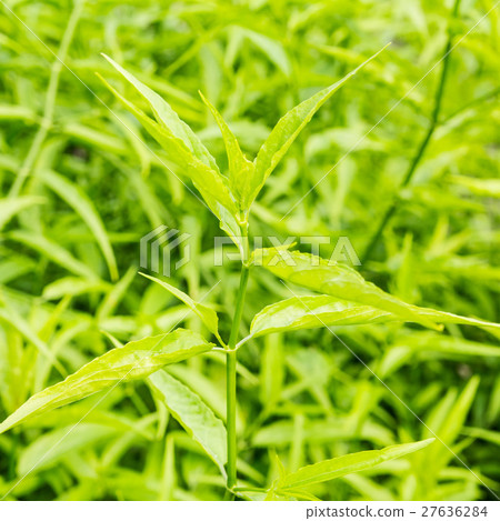 King of Bitter Herb - Andrographis paniculata. 27636284