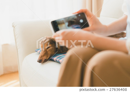 dog, dogs, smartphone 27636408
