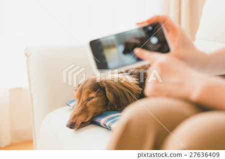 dog, dogs, smartphone 27636409