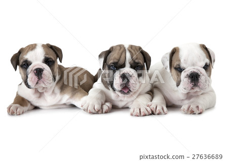 Purebred English Bulldog puppies over white 27636689