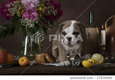 English Bulldog puppy on the table with flowers 27636690