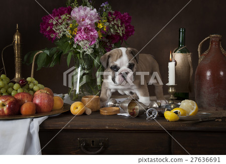 English Bulldog puppy in Dutch style 27636691