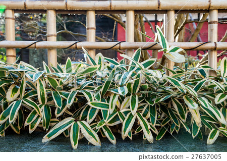 Bamboo fence that sees Kumasaza Bamboo fence that sees Kumasaza 27637005