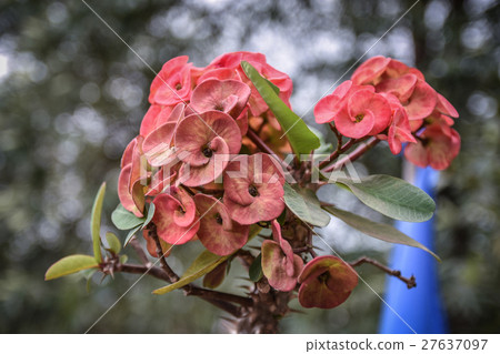 red Poi Sian flowers with nature background red Poi Sian flowers with nature background 27637097