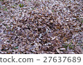 Autumn leaves, fall, winter, season, feel the four seasons, landscape 27637689