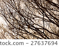 Autumn leaves, fall, winter, season, feel the four seasons, landscape 27637694