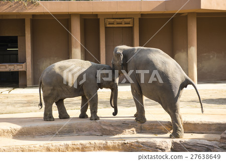 Urban landscape of Nagoya · Higashiyama zoo 27638649