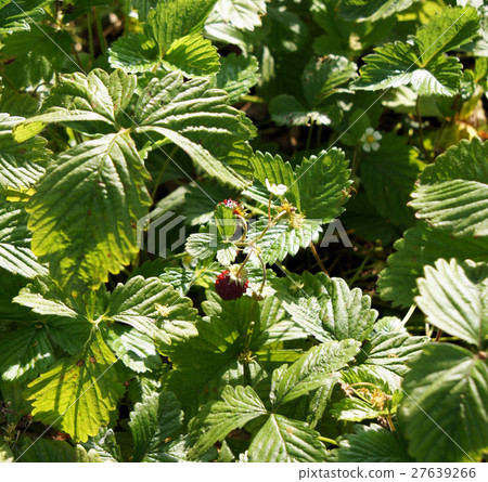 野草莓 27639266