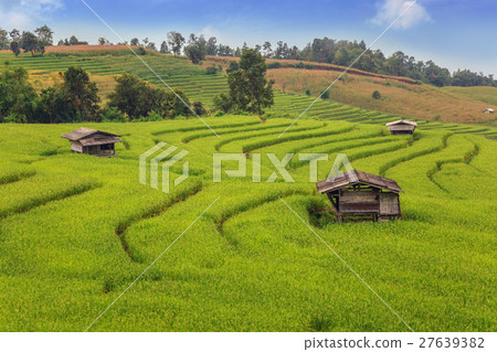 The rice fields in the country of Thailand 27639382