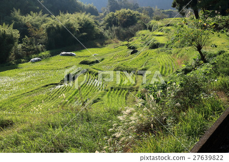 小米梯田 小米梯田 27639822