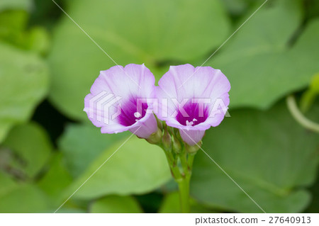 Affiliation 27640913