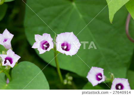 Affiliation 27640914