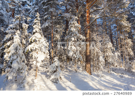 Sun shine in snowy forest Sun shine in snowy forest 27640989