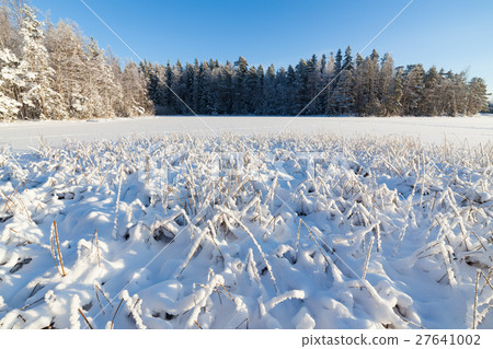 Frozen lake and snow covered reeds Frozen lake and snow covered reeds 27641002