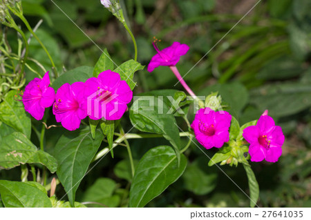 Osloi burner Osloi burner 27641035