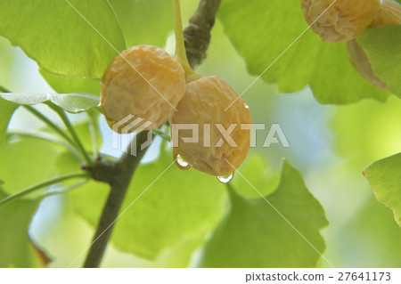 銀杏堅果 27641173