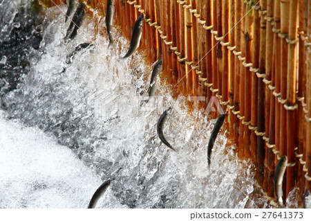 Ayu's fish fishing 5 Ayu's fish fishing 5 27641373