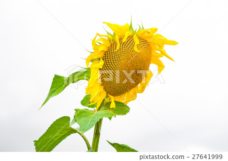 isolated sunflower isolated sunflower 27641999