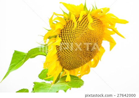 isolated sunflower isolated sunflower 27642000