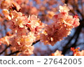 Plum blossom  27642005