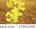 Ginkgo biloba 27642006